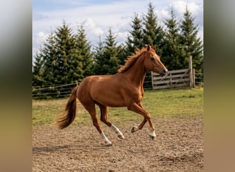 Hannoveraner, Wallach, 7 Jahre, 173 cm, Fuchs