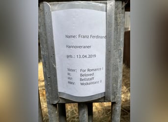 Hannoveraner, Wallach, 7 Jahre, 173 cm, Fuchs