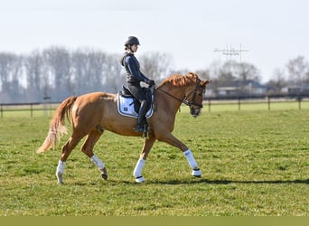Hannoveraner, Wallach, 7 Jahre, 173 cm, Fuchs