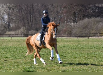 Hannoveraner, Wallach, 7 Jahre, 173 cm, Fuchs
