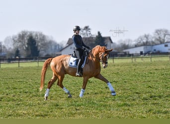 Hannoveraner, Wallach, 7 Jahre, 173 cm, Fuchs
