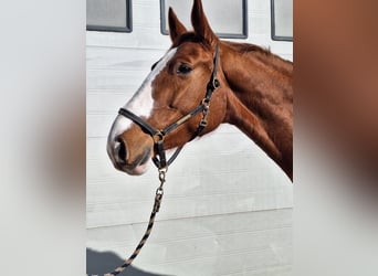 Hannoveraner, Wallach, 7 Jahre, 173 cm, Fuchs