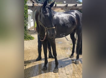 Hannoveraner, Wallach, 7 Jahre, 173 cm, Rappe