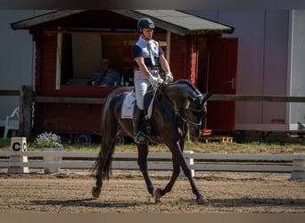 Hannoveraner, Wallach, 7 Jahre, 173 cm, Rappe