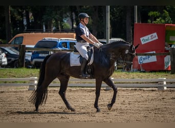 Hannoveraner, Wallach, 7 Jahre, 173 cm, Rappe