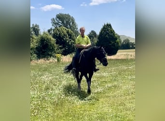 Hannoveraner, Wallach, 7 Jahre, 173 cm, Rappe