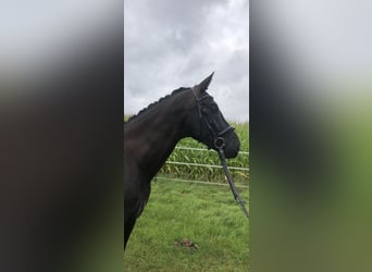 Hannoveraner, Wallach, 7 Jahre, 173 cm, Rappe