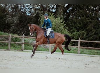 Hannoveraner, Wallach, 7 Jahre, 174 cm, Brauner