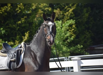 Hannoveraner, Wallach, 7 Jahre, 174 cm, Dunkelbrauner