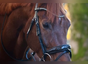 Hannoveraner, Wallach, 7 Jahre, 174 cm, Dunkelfuchs