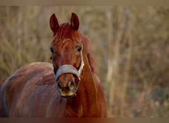 Hannoveraner, Wallach, 7 Jahre, 174 cm, Dunkelfuchs