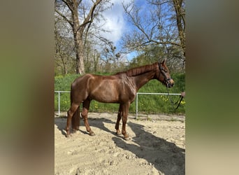 Hannoveraner, Wallach, 7 Jahre, 174 cm, Dunkelfuchs