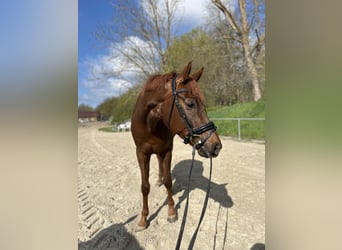 Hannoveraner, Wallach, 7 Jahre, 174 cm, Dunkelfuchs