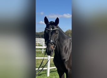 Hannoveraner, Wallach, 7 Jahre, 174 cm, Rappe