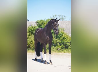 Hannoveraner, Wallach, 7 Jahre, 174 cm, Rappe