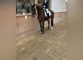 Hannoveraner, Wallach, 7 Jahre, 175 cm, Brauner