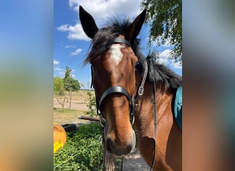 Hannoveraner, Wallach, 7 Jahre, 175 cm, Brauner