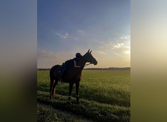 Hannoveraner, Wallach, 7 Jahre, 175 cm, Dunkelfuchs