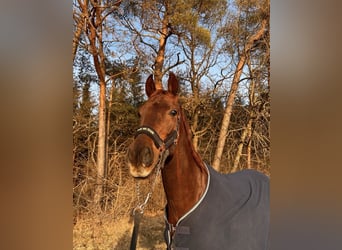 Hannoveraner, Wallach, 7 Jahre, 175 cm, Dunkelfuchs