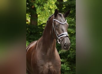 Hannoveraner, Wallach, 7 Jahre, 175 cm, Rappe