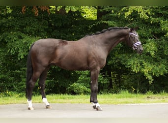 Hannoveraner, Wallach, 7 Jahre, 175 cm, Rappe