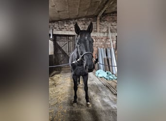 Hannoveraner, Wallach, 7 Jahre, 177 cm, Rappe