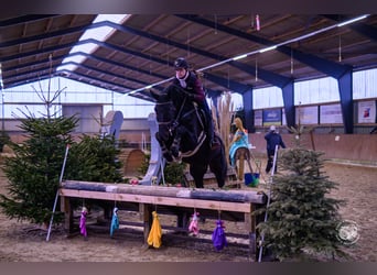 Hannoveraner, Wallach, 7 Jahre, 177 cm, Rappe