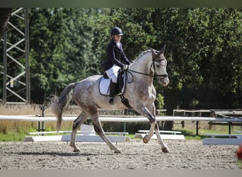Hannoveraner, Wallach, 7 Jahre, 177 cm, Schimmel
