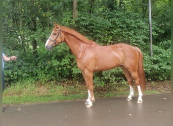 Hannoveraner, Wallach, 7 Jahre, 178 cm, Fuchs