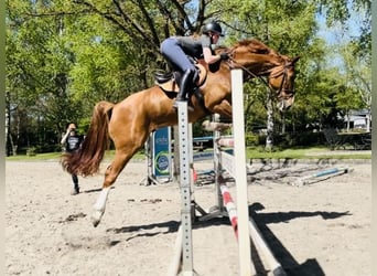 Hannoveraner, Wallach, 7 Jahre, 178 cm, Fuchs