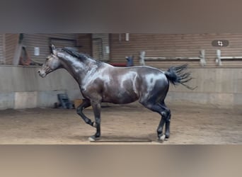 Hannoveraner, Wallach, 7 Jahre, 178 cm, Rappe
