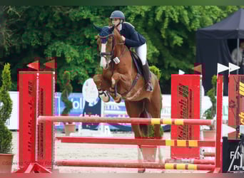 Hannoveraner, Wallach, 7 Jahre, 179 cm, Fuchs