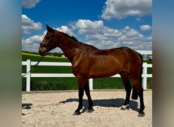 Hannoveraner, Wallach, 7 Jahre, 180 cm, Brauner