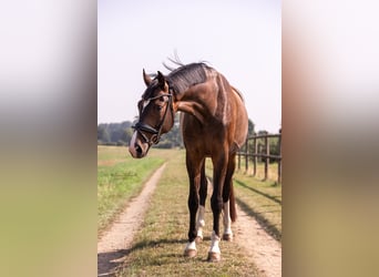 Hannoveraner, Wallach, 7 Jahre, 180 cm, Dunkelbrauner
