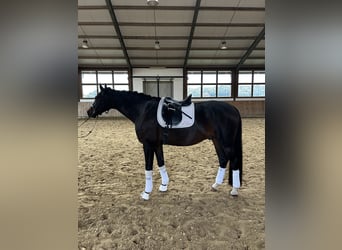 Hannoveraner, Wallach, 7 Jahre, 180 cm, Dunkelbrauner