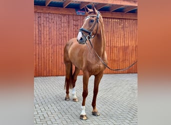 Hannoveraner, Wallach, 7 Jahre, 180 cm, Fuchs