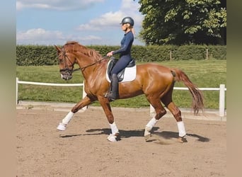 Hannoveraner, Wallach, 7 Jahre, 180 cm, Fuchs