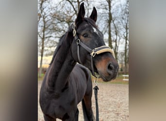 Hannoveraner, Wallach, 7 Jahre, 180 cm, Schwarzbrauner