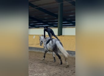 Hannoveraner, Wallach, 7 Jahre, 182 cm, Apfelschimmel