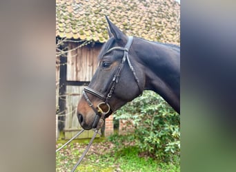 Hannoveraner, Wallach, 7 Jahre, 185 cm, Dunkelbrauner