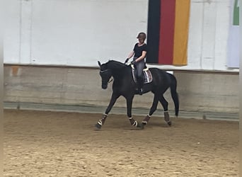 Hannoveraner, Wallach, 7 Jahre, 186 cm, Rappe