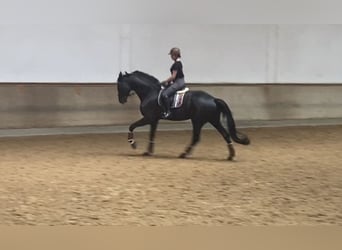 Hannoveraner, Wallach, 7 Jahre, 186 cm, Rappe