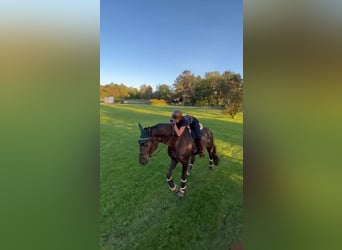 Hannoveraner, Wallach, 7 Jahre, 186 cm, Rappe