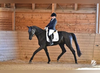 Hannoveraner, Wallach, 7 Jahre, 186 cm, Rappe