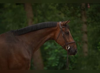 Hannoveraner, Wallach, 7 Jahre, Brauner
