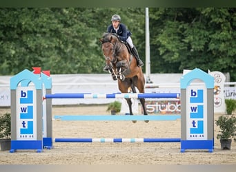 Hannoveraner, Wallach, 7 Jahre, Brauner