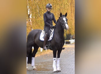 Hannoveraner, Wallach, 7 Jahre