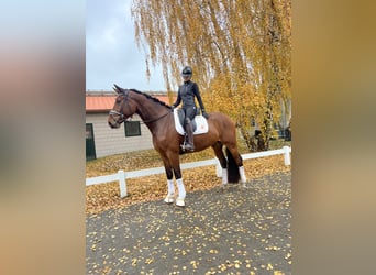 Hannoveraner, Wallach, 7 Jahre