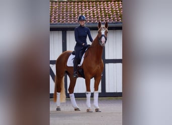 Hannoveraner, Wallach, 7 Jahre