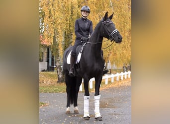Hannoveraner, Wallach, 7 Jahre